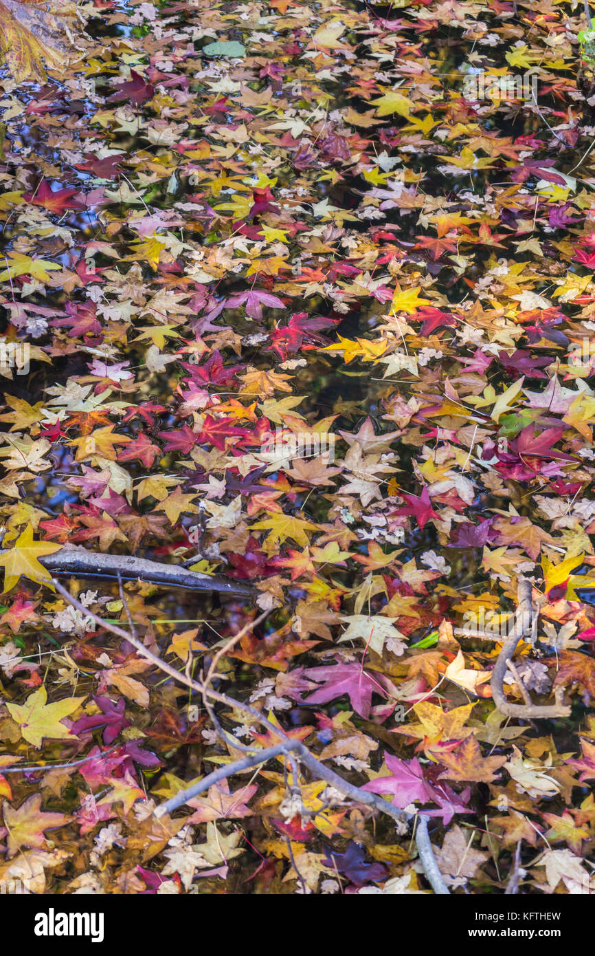 Bunte Blätter schweben in einem Bach im Herbst Stockfoto