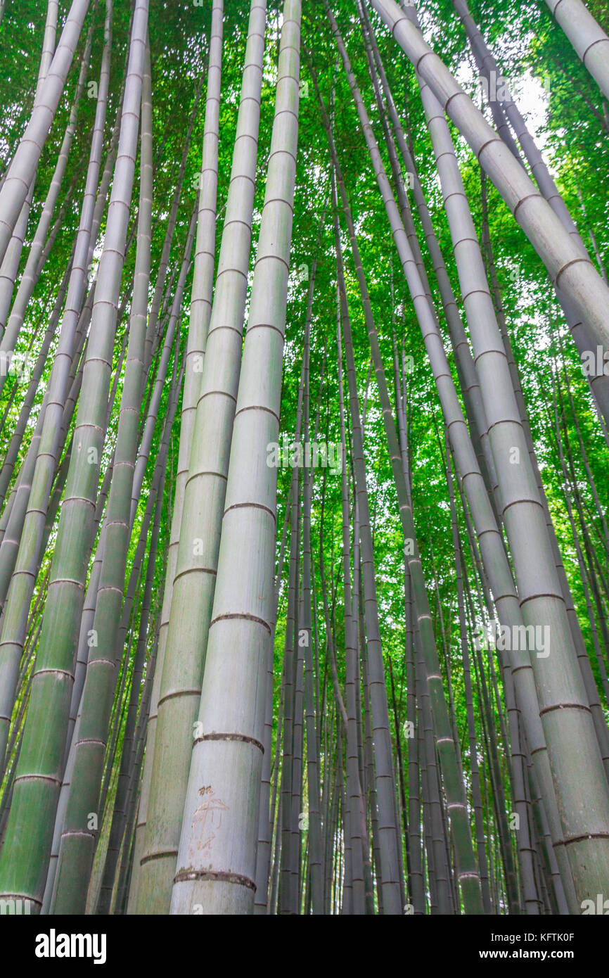 Bambuswald in Japan Stockfoto