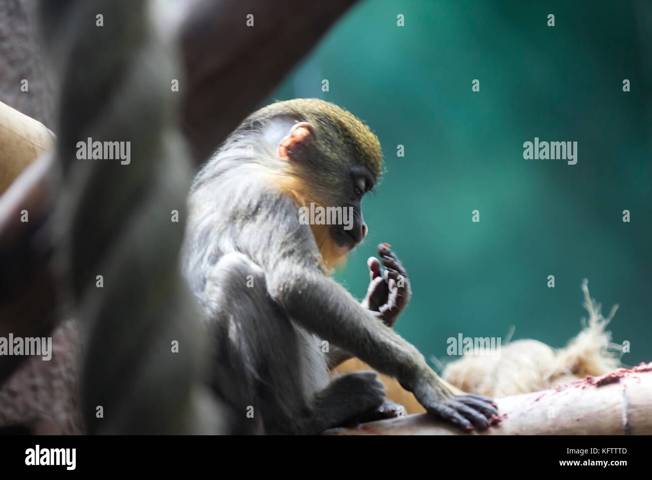 Ein Porträt eines Diana-Affen im Dschungel Westafrikas, Sierra Leone Stockfoto