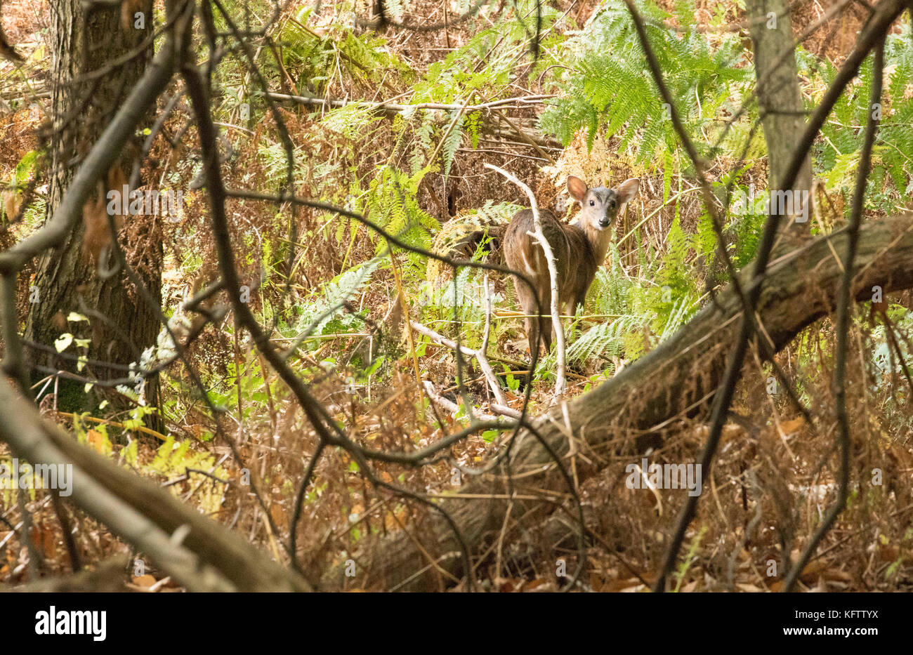 Ein nicht-native muntjac Hirsche im herbstlichen Wald von Suffolk, England. Stockfoto