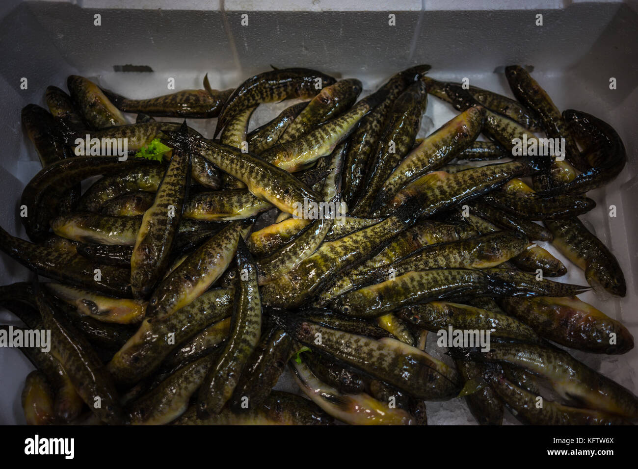 Detailansicht von rohen Fischen Stockfoto