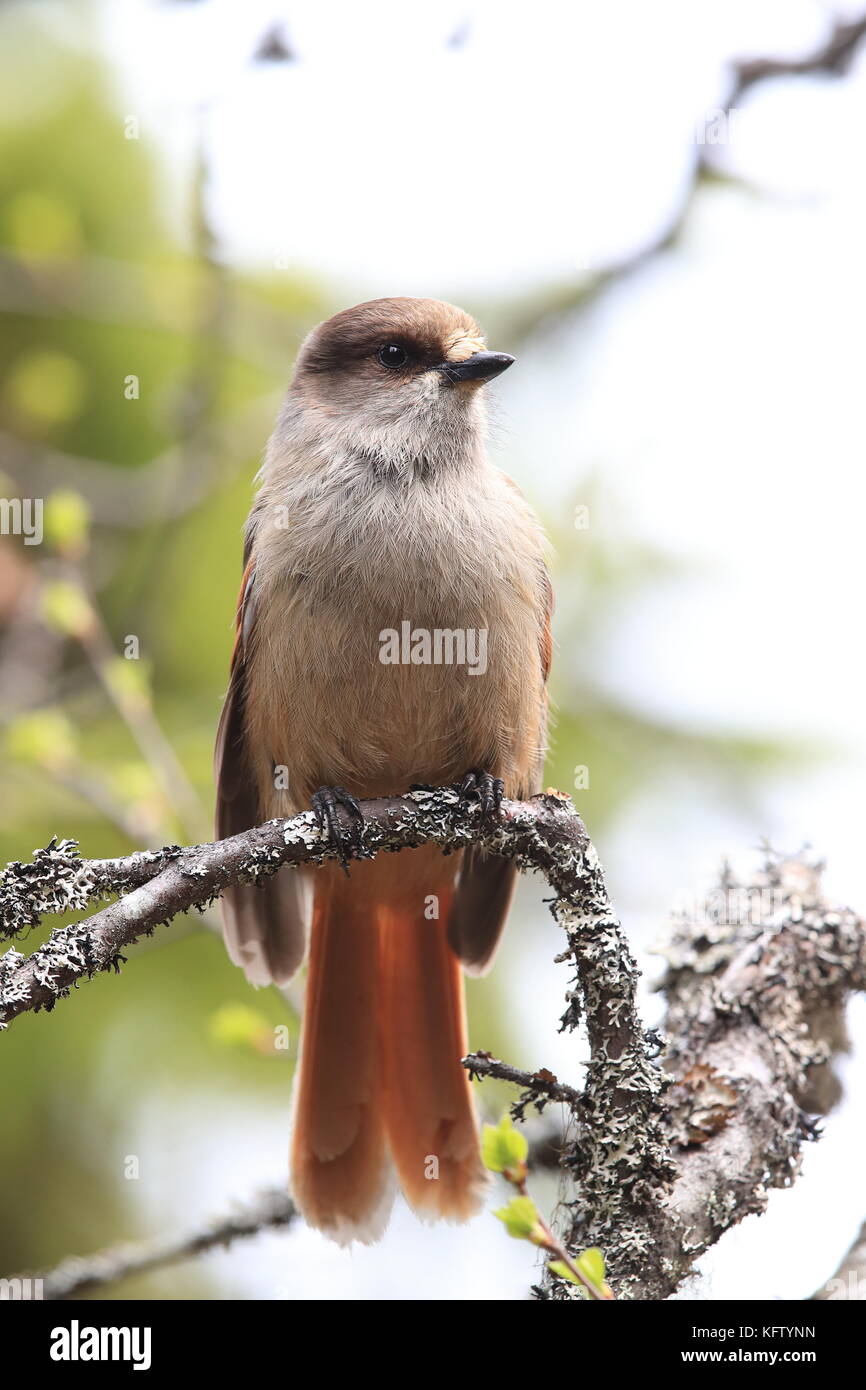 Sibirische jay Schweden Stockfoto