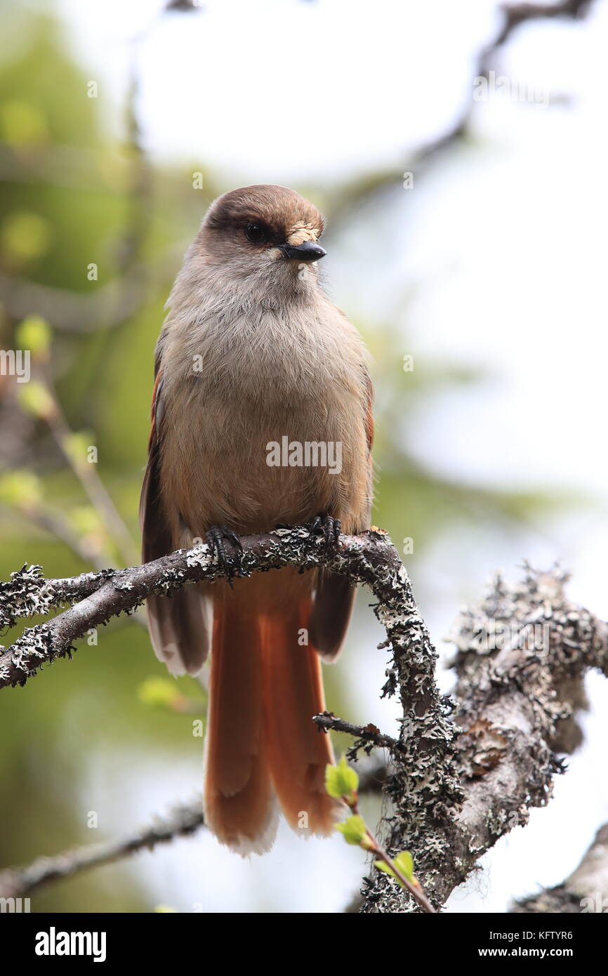 Sibirische jay Schweden Stockfoto