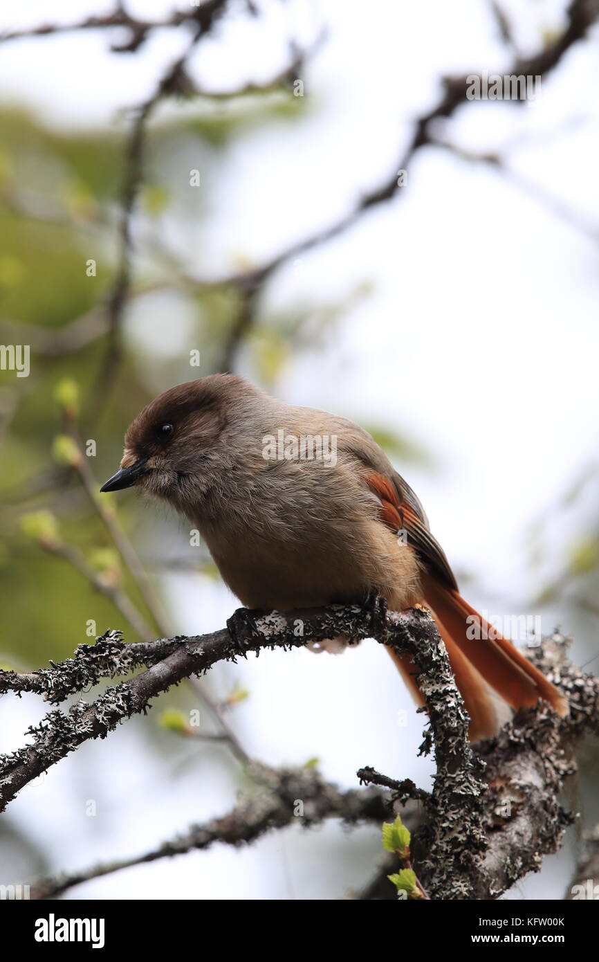 Sibirische jay Schweden Stockfoto