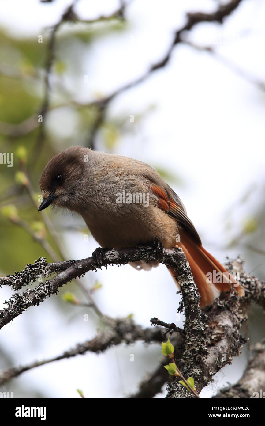 Sibirische jay Schweden Stockfoto