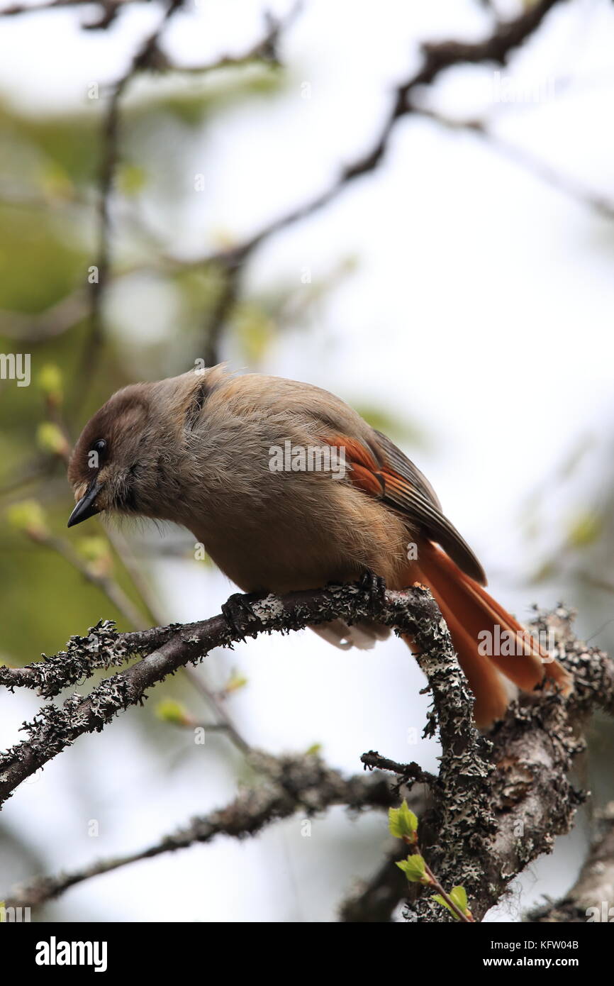 Sibirische jay Schweden Stockfoto