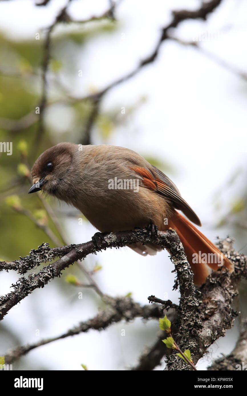 Sibirische jay Schweden Stockfoto
