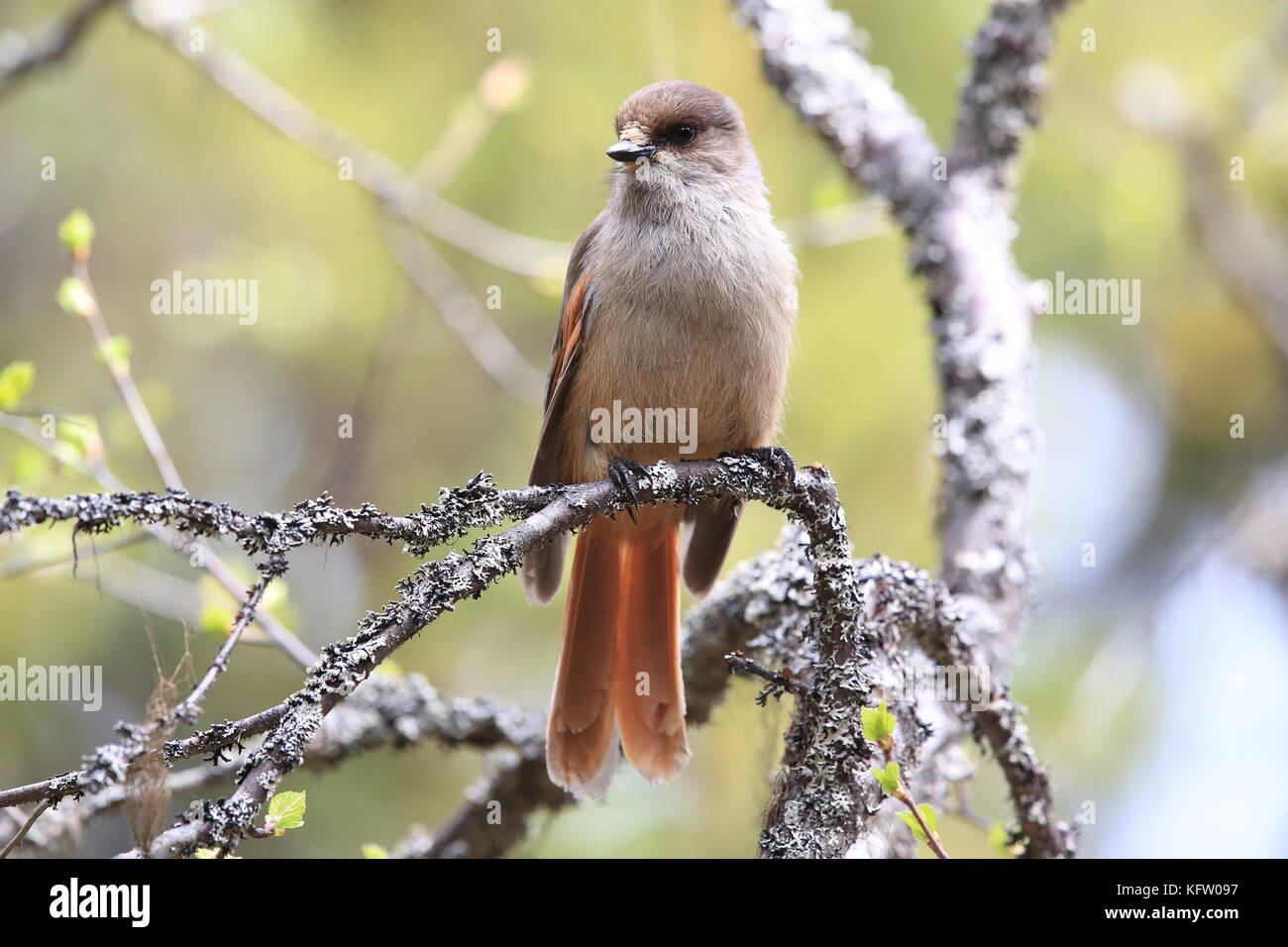 Sibirische jay Schweden Stockfoto