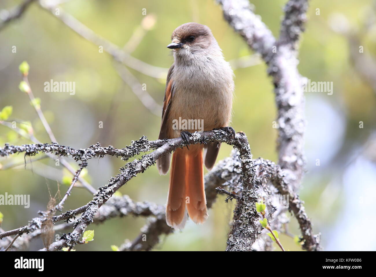 Sibirische jay Schweden Stockfoto