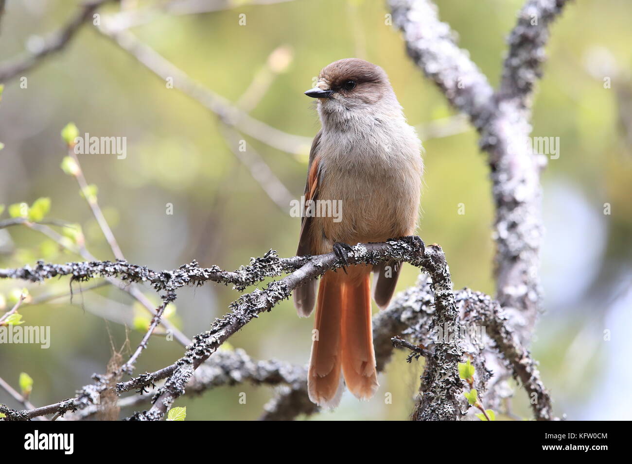 Sibirische jay Schweden Stockfoto