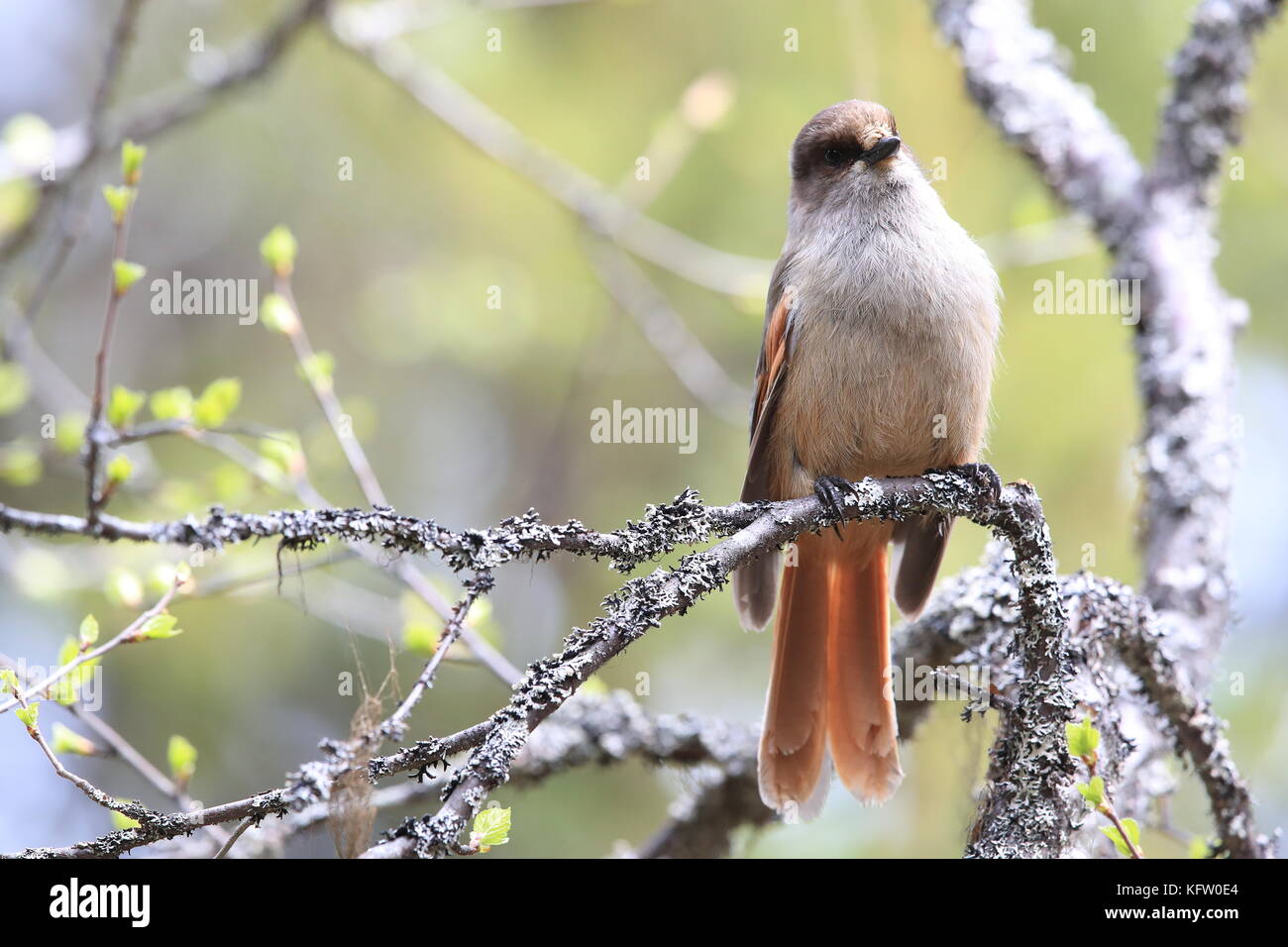 Sibirische jay Schweden Stockfoto