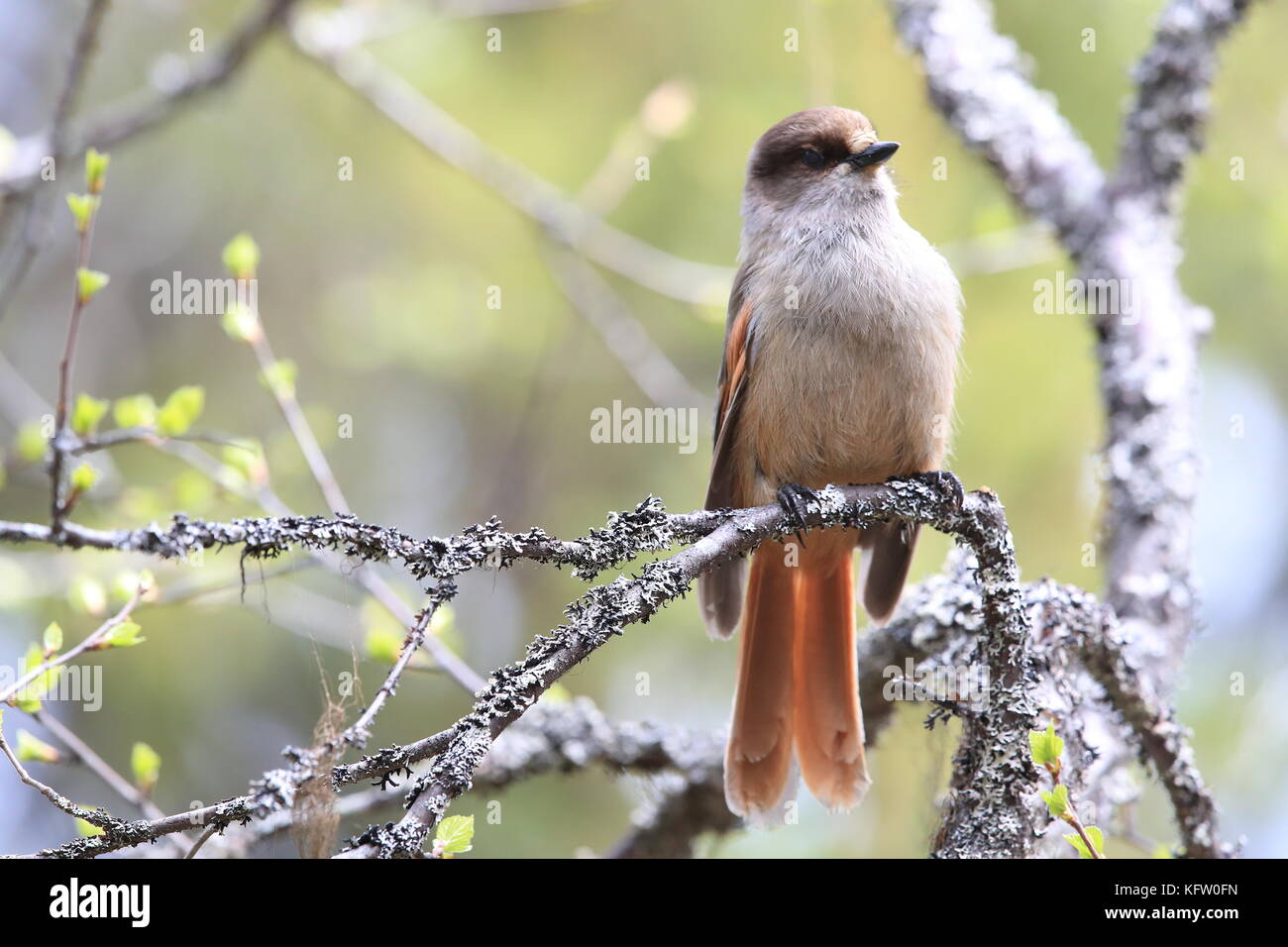 Sibirische jay Schweden Stockfoto