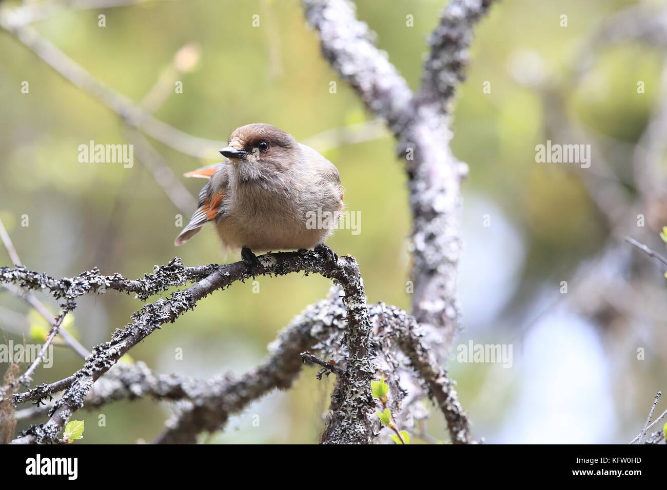 Sibirische jay Schweden Stockfoto