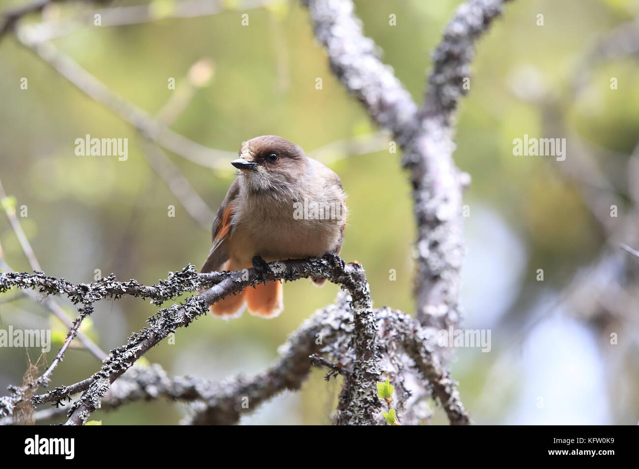 Sibirische jay Schweden Stockfoto