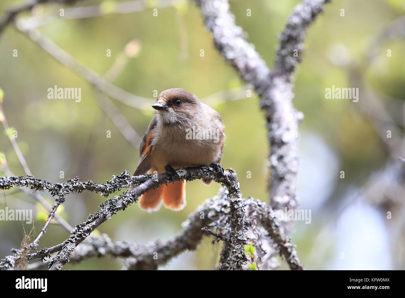 Sibirische jay Schweden Stockfoto