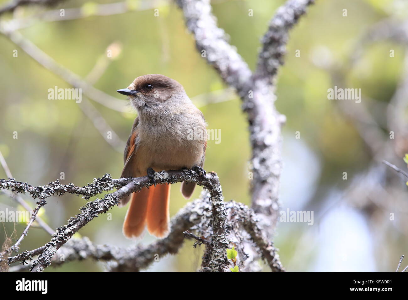 Sibirische jay Schweden Stockfoto