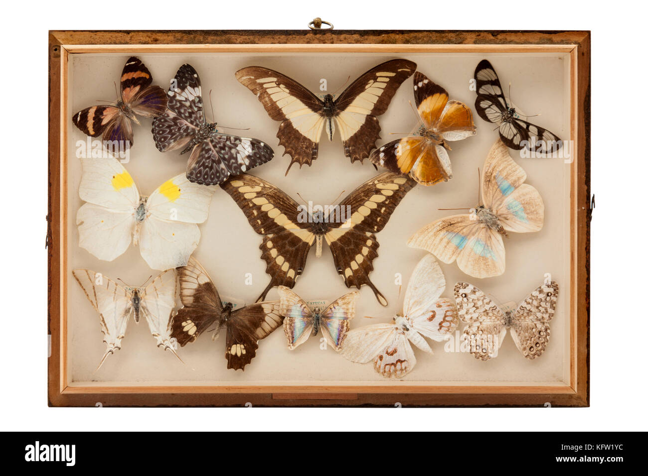 Vintage Sammlung von Schmetterlingen und Motten in einer Vitrine Stockfoto