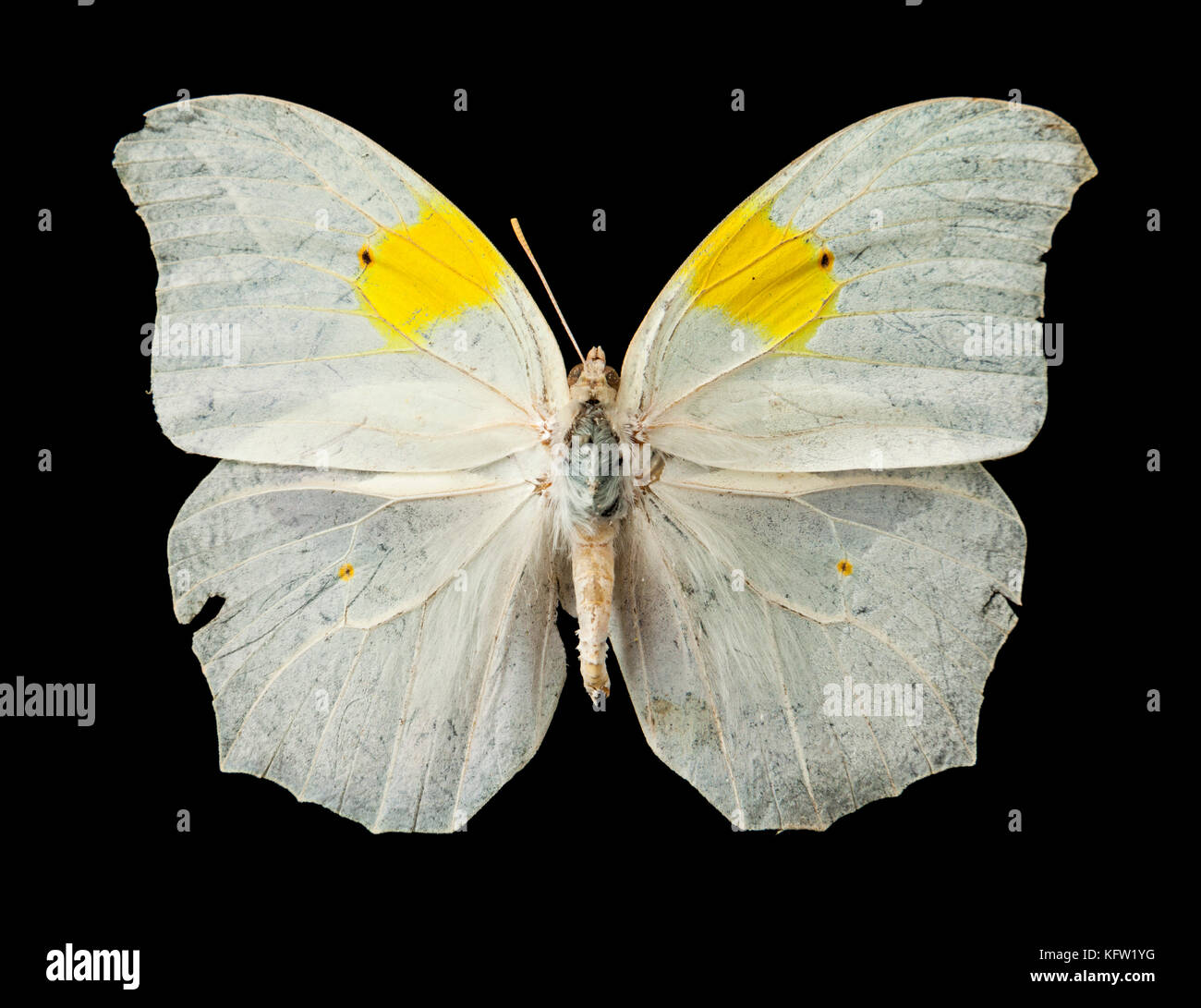 Anteos Angled-Sulfur clorinde (Weiß) tropischer Schmetterling der Sapucay Region von Paraguay, Südamerika Stockfoto
