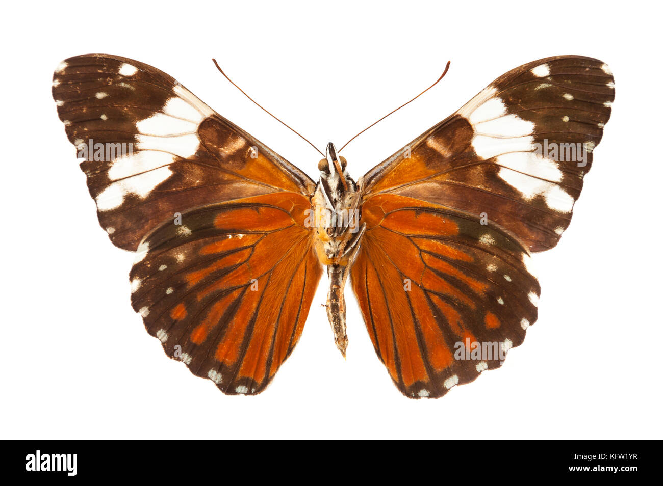 Vintage Schmetterling auf weißem Hintergrund Stockfoto