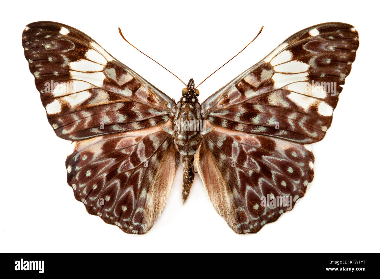 Vintage Schmetterling auf weißem Hintergrund Stockfoto