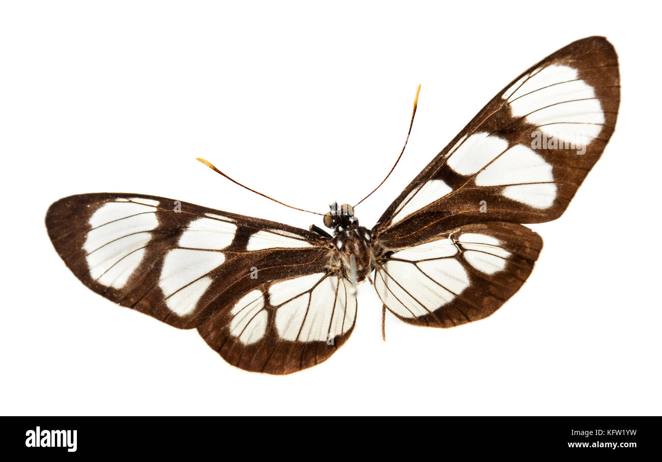 Vintage Schmetterling auf weißem Hintergrund Stockfoto