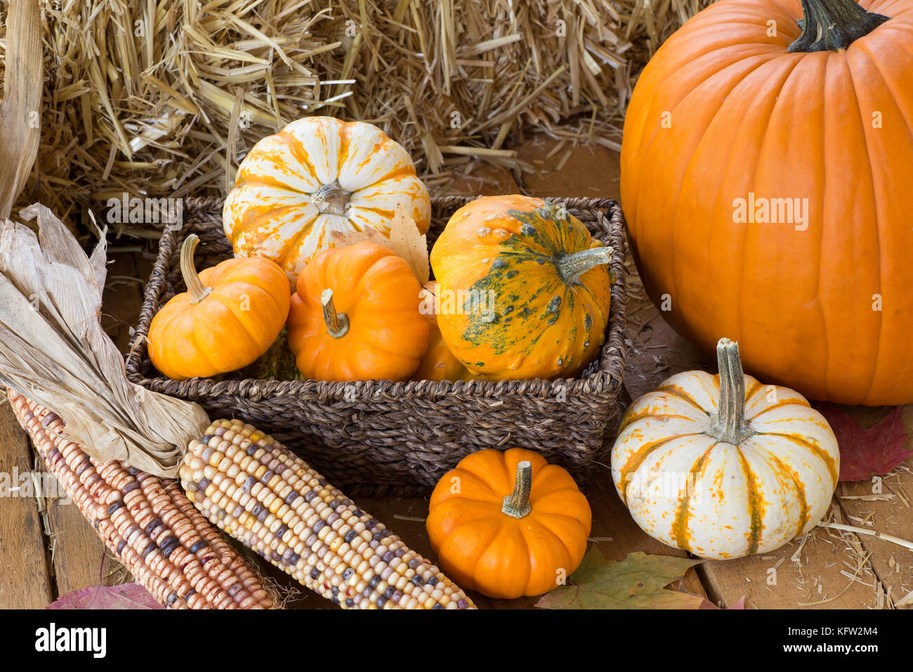 Farbenfrohe Kürbisse, Kürbisse und Mais auf einer hölzernen Oberfläche Stockfoto