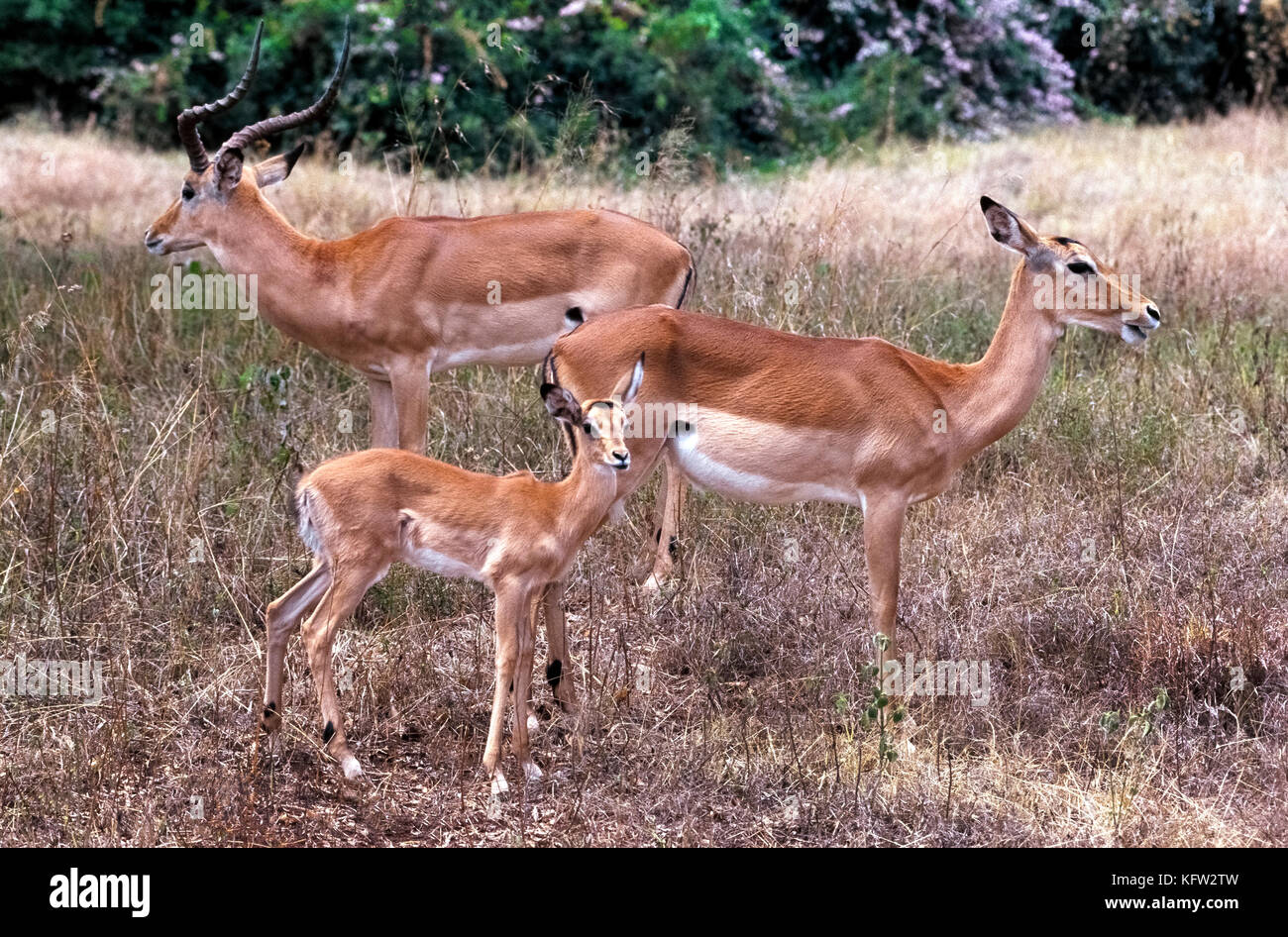 Ein Mann, Frau und Baby Impala (Aepyceros melampus) Pause für einen informellen Family Portrait in Nairobi Nationalpark in Kenia, Ostafrika. Die männliche Impala ist leicht durch ihren langen gebogenen Hörnern mit spiralförmigen Rippen gekennzeichnet. Diese ram, Ewe und ihr Kalb sind Teil einer großen Herde, die zusammen hält zum Schutz gegen Räuber auf den Wiesen, wo diese mittlere Antilopen. Impalas sind sehr schnelle Läufer und kann über alle Hindernisse in den Weg springen, während gejagt werden. Stockfoto