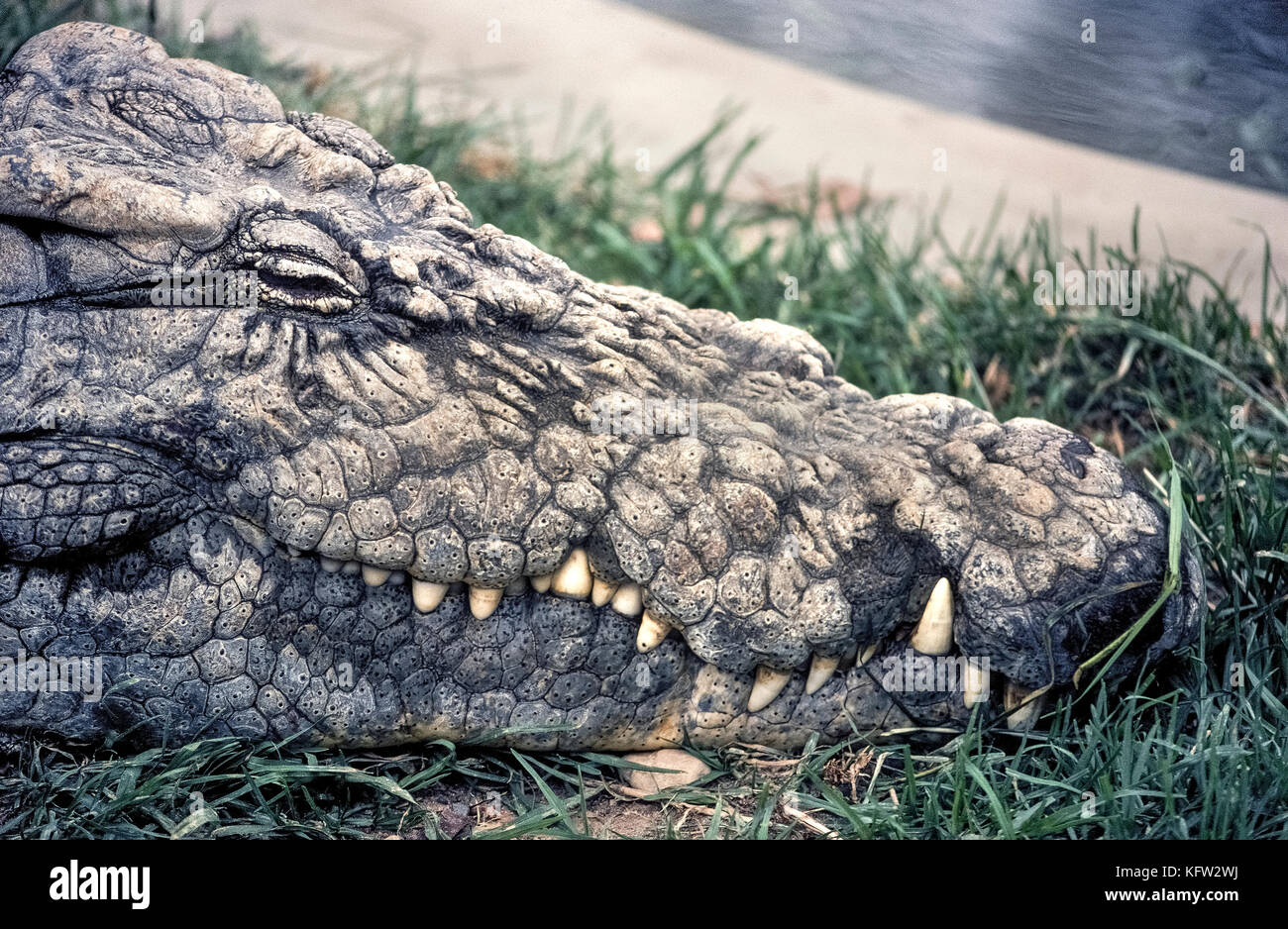 Eine Nahaufnahme der Kopf eines alten Nilkrokodil (Crocodylus niloticus) Zeigt den Holprigen pinholed Haut auf seinem Gesicht. Obwohl versteckt vor der rauen Rückseiten und glatte Bäuche der Krokodile für exotische Produkte aus Leder gegerbt, des Reptils Kopf nicht gehäutet werden. Fotografiert in einem Wildlife in Südafrika, wo die Besucher diese fleischfressende Nil crocs sicher kann ohne angegriffen zu beobachten, zu erhalten. Stockfoto