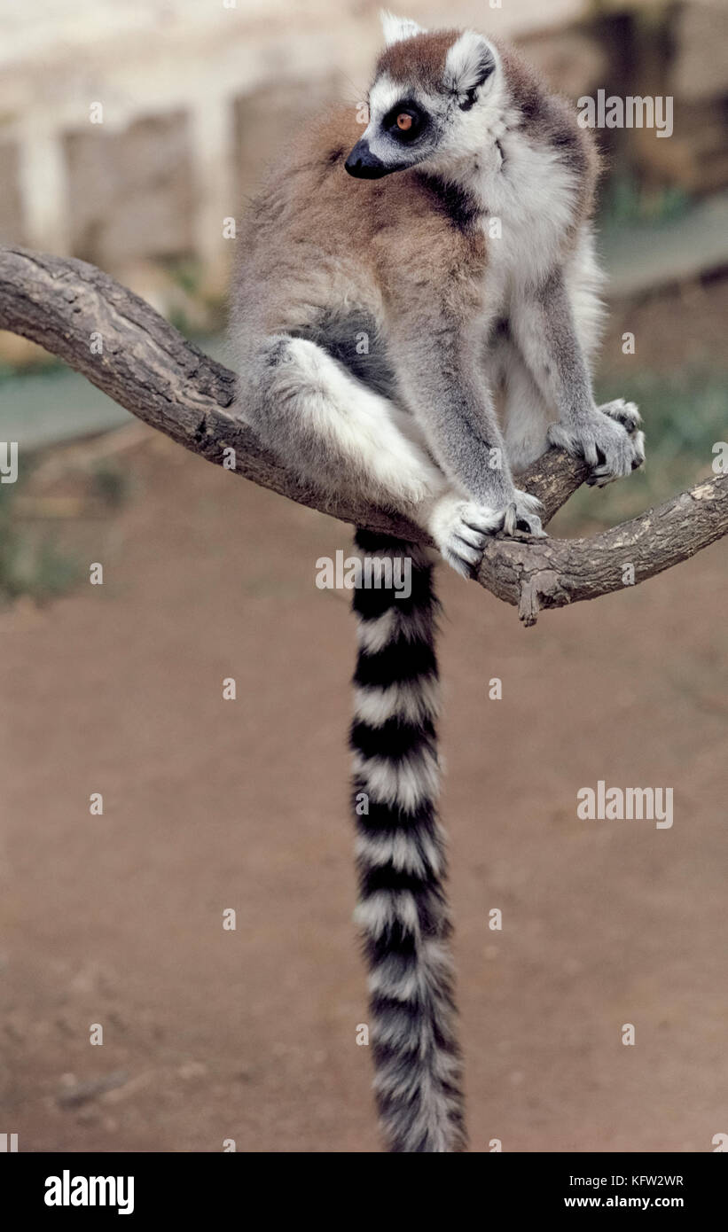 Ein Ring-tailed Lemur (Lemur catta) ruht auf einem Ast in Madagaskar, eine Insel im Indischen Ozean vor der südöstlichen Küste von Afrika, das ist die Heimat von diesen einzigartigen Primaten. Dieser lemur Art ist leicht durch seine Rute mit schwarzen und weißen Ringen, der länger ist als der Körper des Tieres erkannt. Stockfoto