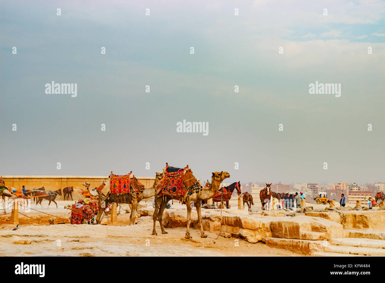 Kamel in der Nähe der alten Pyramide in Kairo, Ägypten Stockfoto