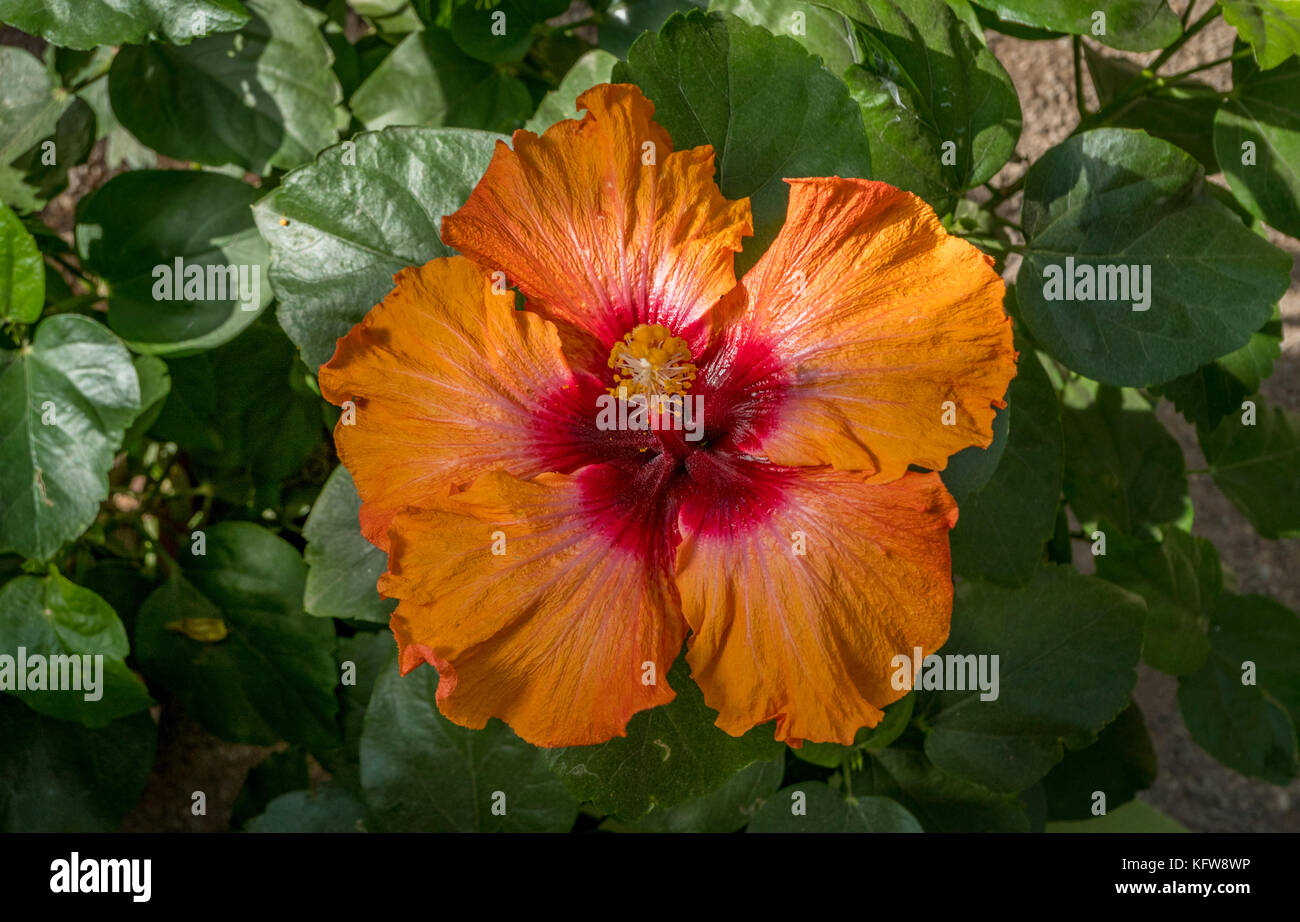Orange hibiscus Blüte (hibiskus), in den Gärten von Schloss Trauttmansdorff, Meran, Südtirol, Italien, Europa Stockfoto
