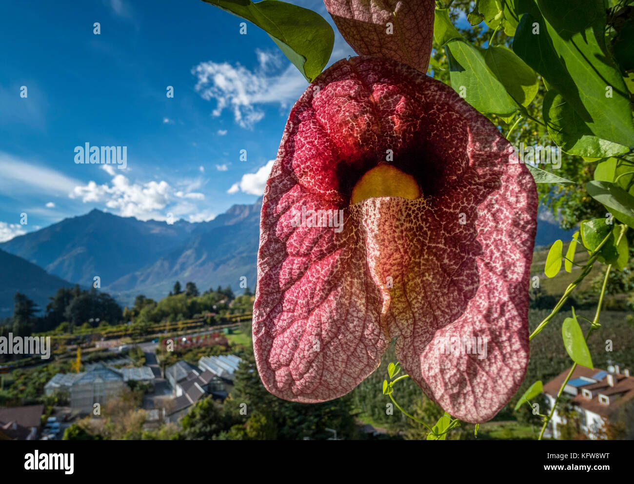 Der Niederländer Rohr brasiliensis (aristolochia brasiliensis) in den Gärten von Schloss Trauttmansdorff, Meran, Südtirol, Italien, Europa Stockfoto