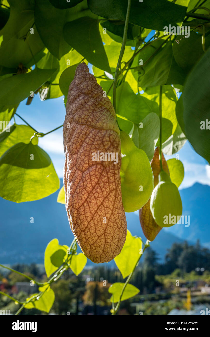 Der Niederländer Rohr brasiliensis (aristolochia brasiliensis) in den Gärten von Schloss Trauttmansdorff, Meran, Südtirol, Italien, Europa Stockfoto
