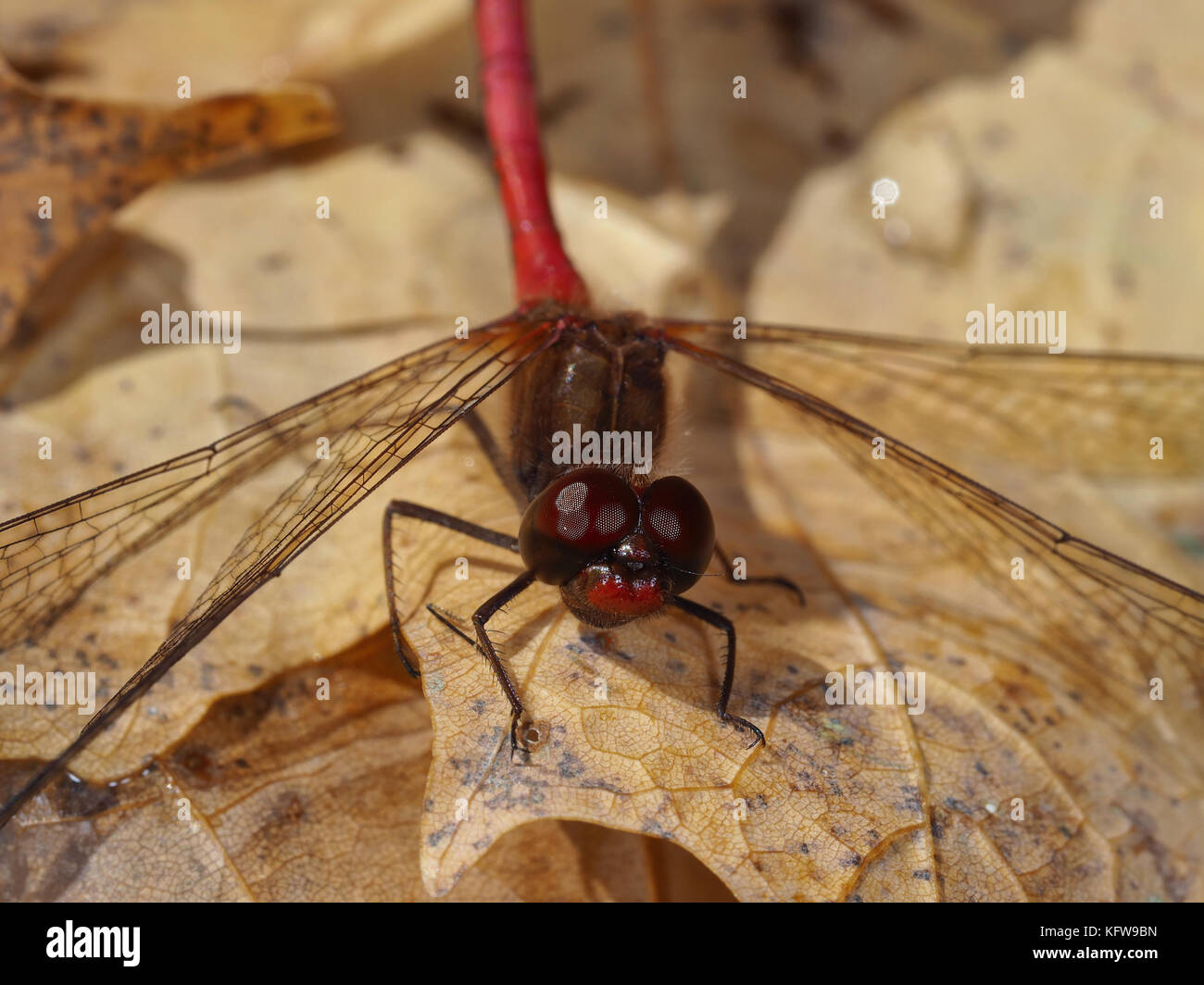 Herbst meadowhawk (Aeshna vicinum) sitzen auf einem gefallenen gelb Blatt Stockfoto