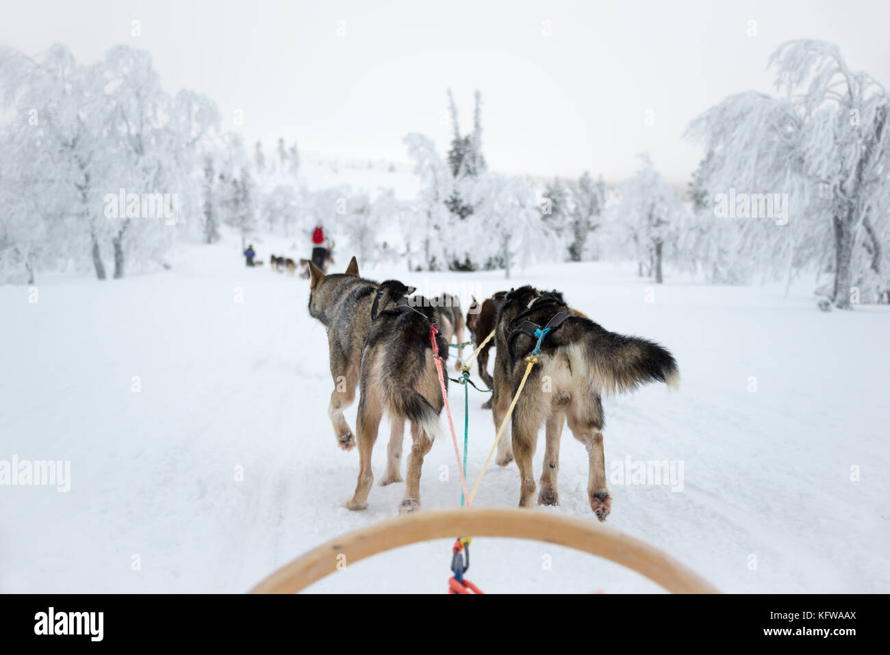 Husky Hundeschlittentouren in Lappland, Finnland Stockfoto