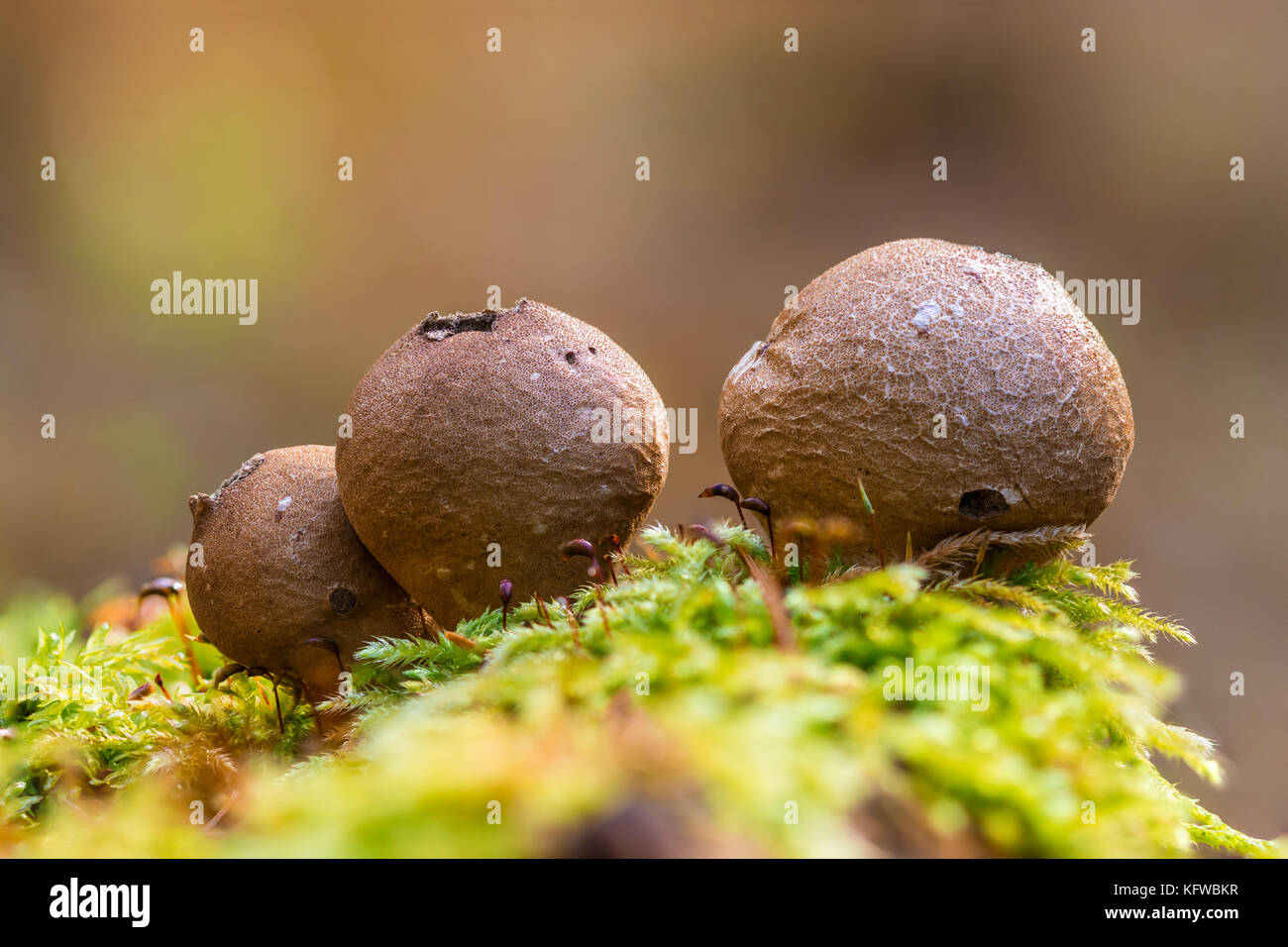 Close-up Makro Foto von pear-shaped puffball (lycoperdon Pyriforme) Pilze auf einem Bemoosten Baumstumpf in den Wald. Stockfoto