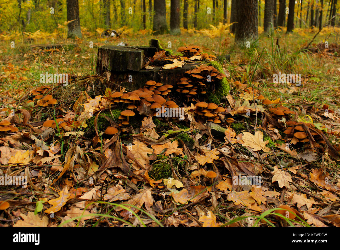 Herbst im Wald. essbaren und giftigen Pilze im Wald. fliegenpilz Stockfoto