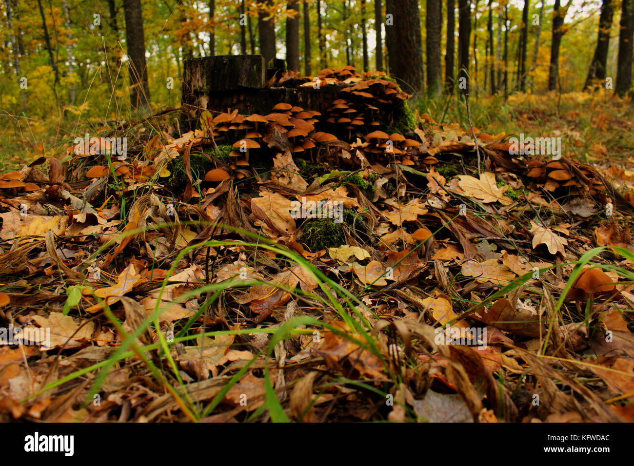 Herbst im Wald. essbaren und giftigen Pilze im Wald. fliegenpilz Stockfoto