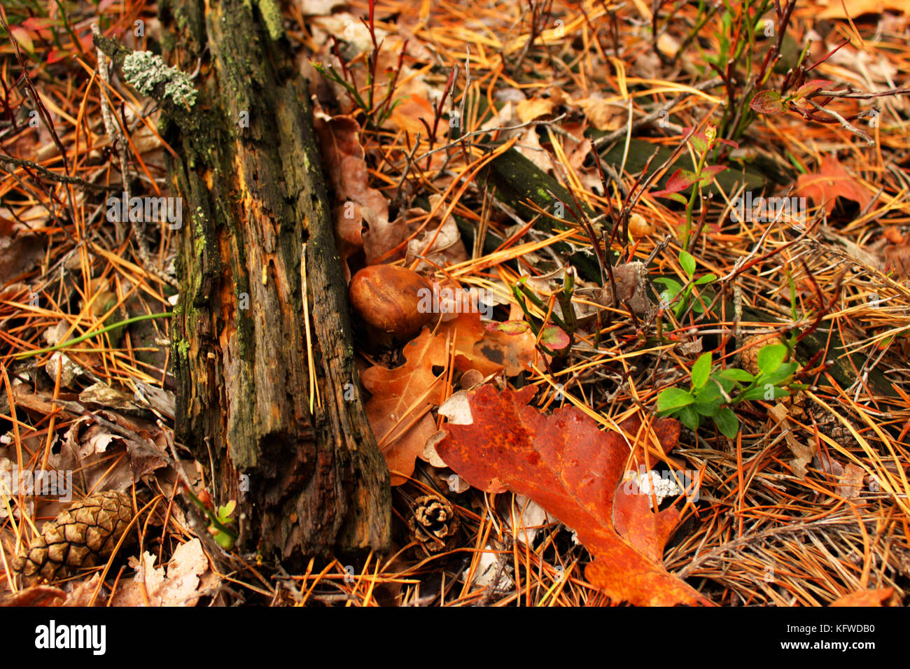 Herbst im Wald. essbaren und giftigen Pilze im Wald. fliegenpilz Stockfoto