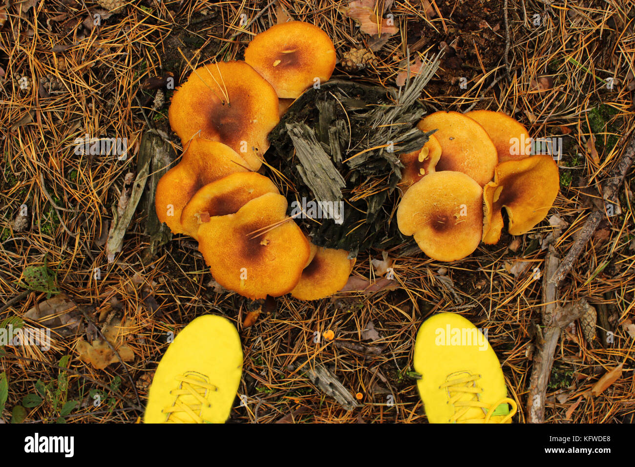 Herbst im Wald. fliegenpilz Pilze im Wald Stockfoto