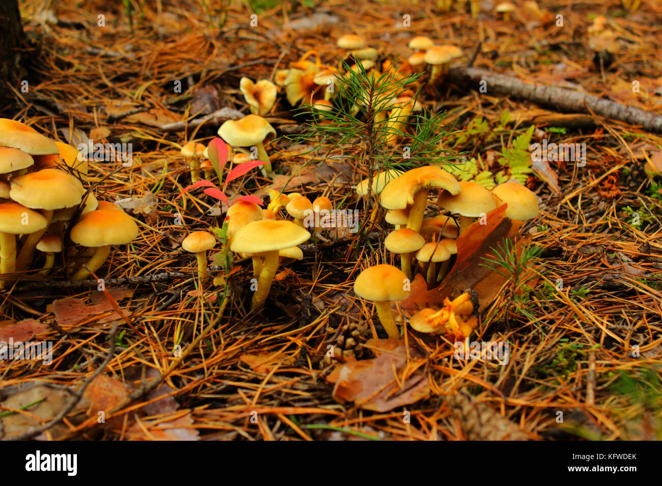 Herbst im Wald. fliegenpilz Pilze im Wald Stockfoto