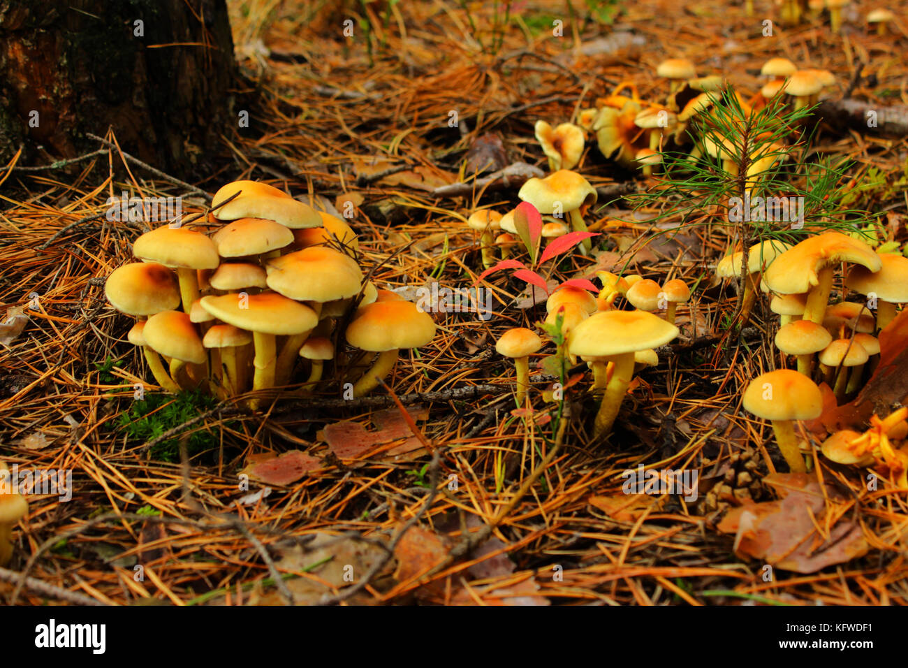 Herbst im Wald. fliegenpilz Pilze im Wald Stockfoto