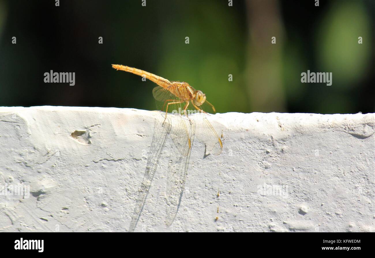 Ein schönes Gelb Dragonfly Stockfoto