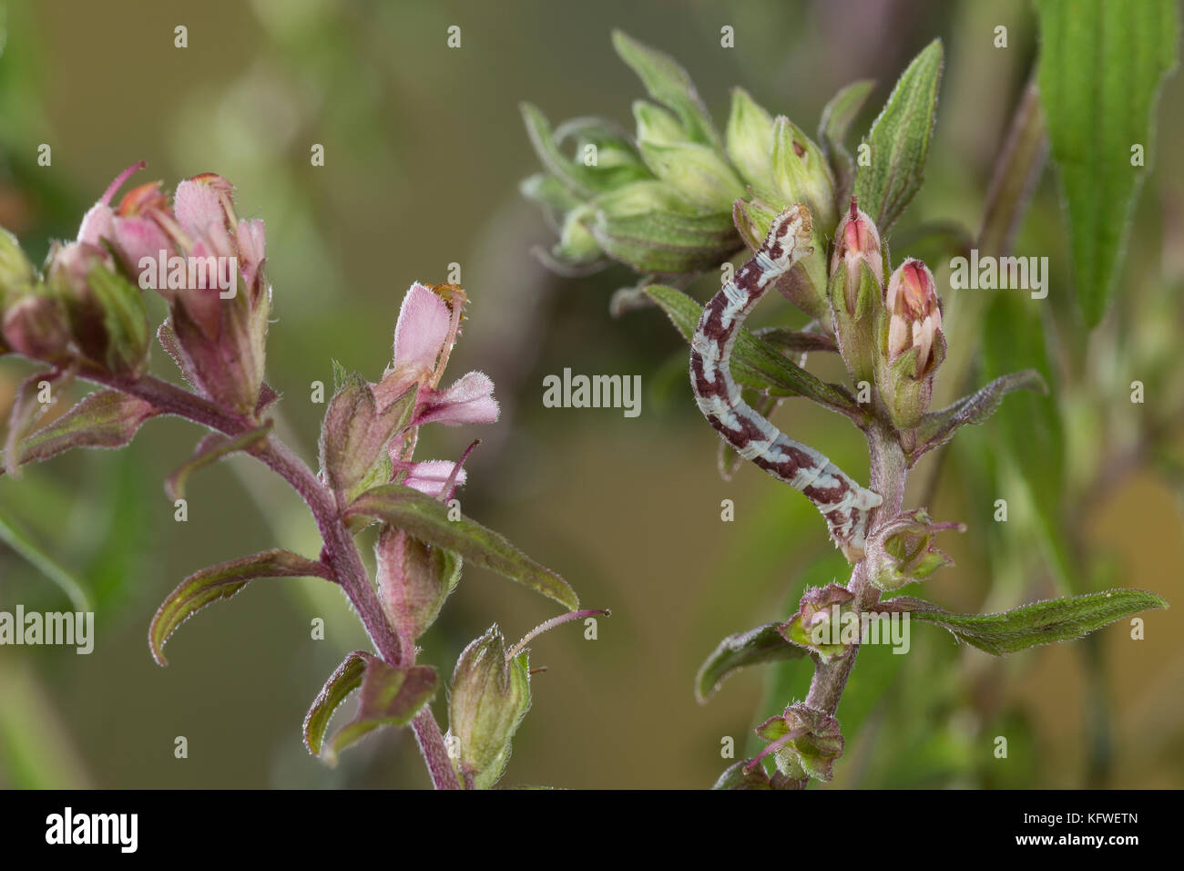 Mondfleckiger Blütenspanner, Weißer Blütenspanner, Raupe frisst an Zahntrost, Eupithecia centaureata, Limettenspeck Mops, Raupe, L'Eupithécie des CE Stockfoto