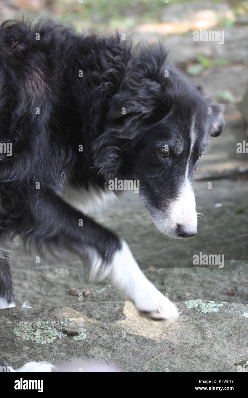 Cute schwarzer Hund mit weißen Abzeichen an Schnauze und Brust und Füßen Stockfoto