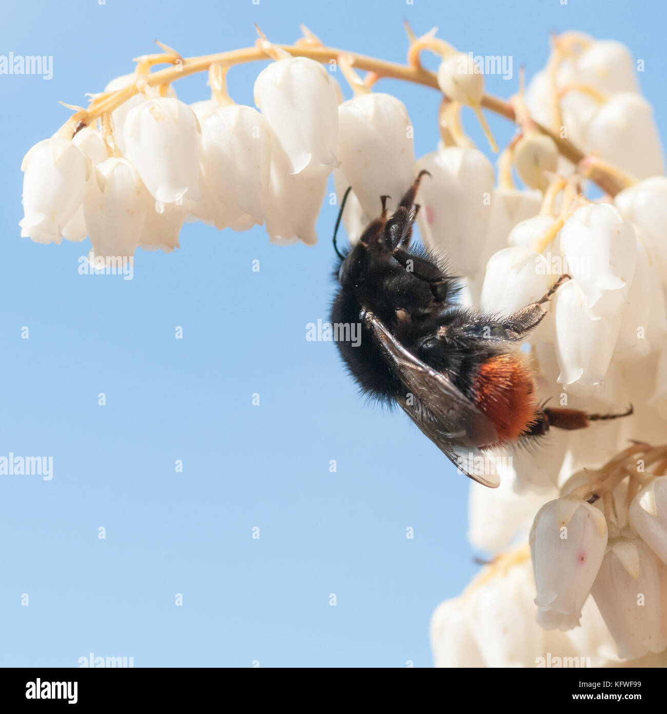 Eine Biene sammelt Pollen aus der kleinen Blüten in einem Wald Flamme Bush. Stockfoto