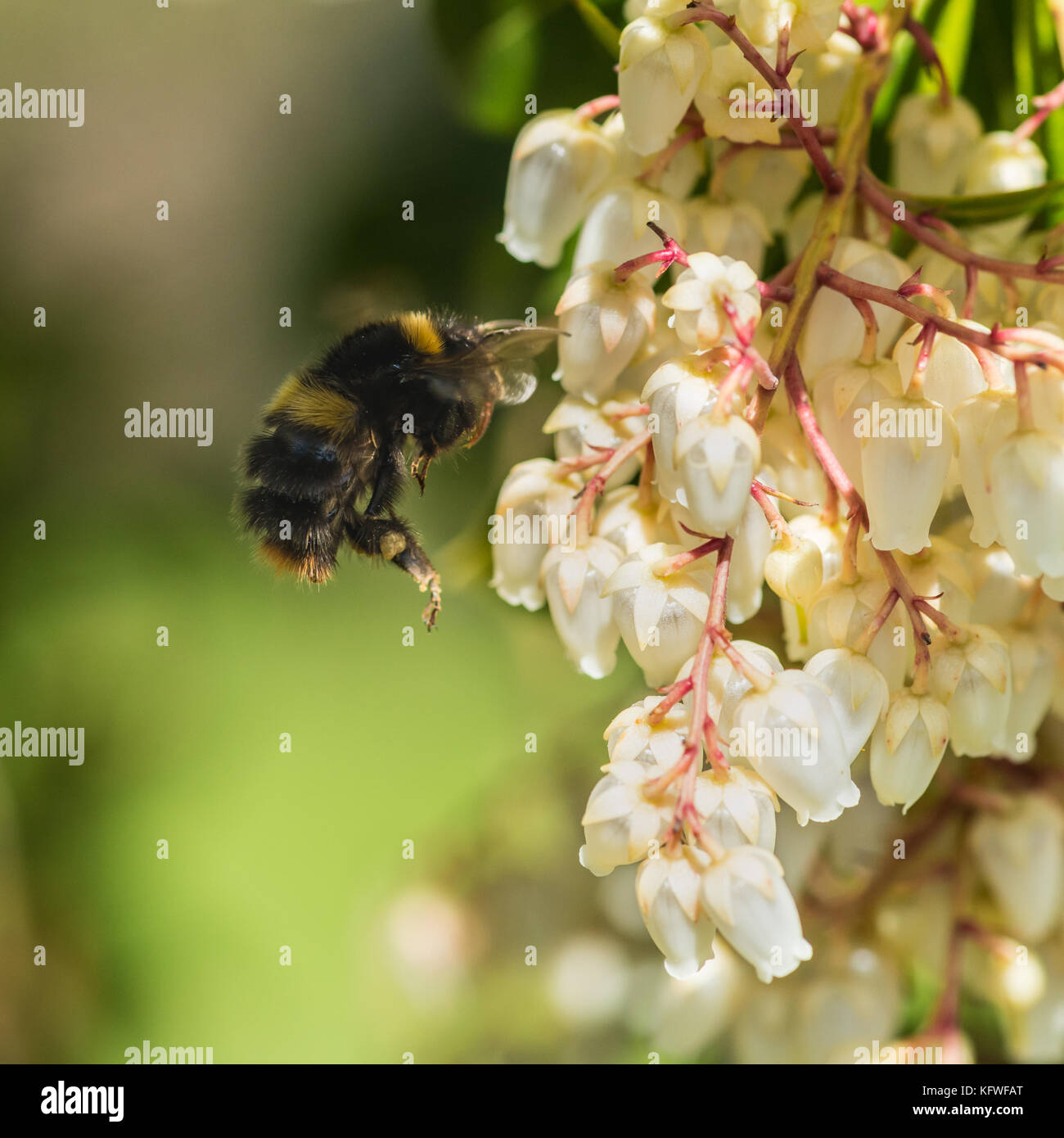 Eine Makroaufnahme einer Hummel Pollen sammeln von Wald Flamme bush blossom. Stockfoto