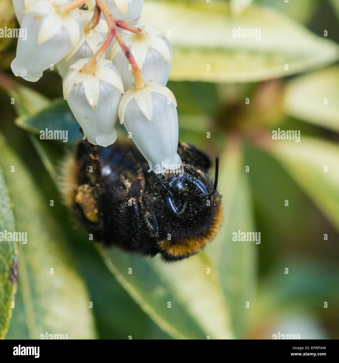 Eine Makroaufnahme einer Hummel Pollen sammeln von Wald Flamme bush blossom. Stockfoto
