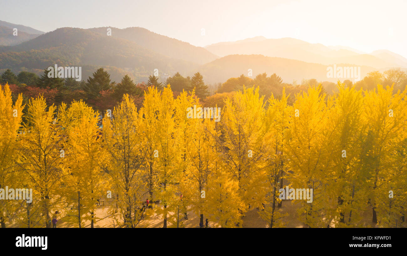 Luftaufnahme. Sonnenaufgang im Herbst an der Insel Nami, Seoul Korea Stockfoto