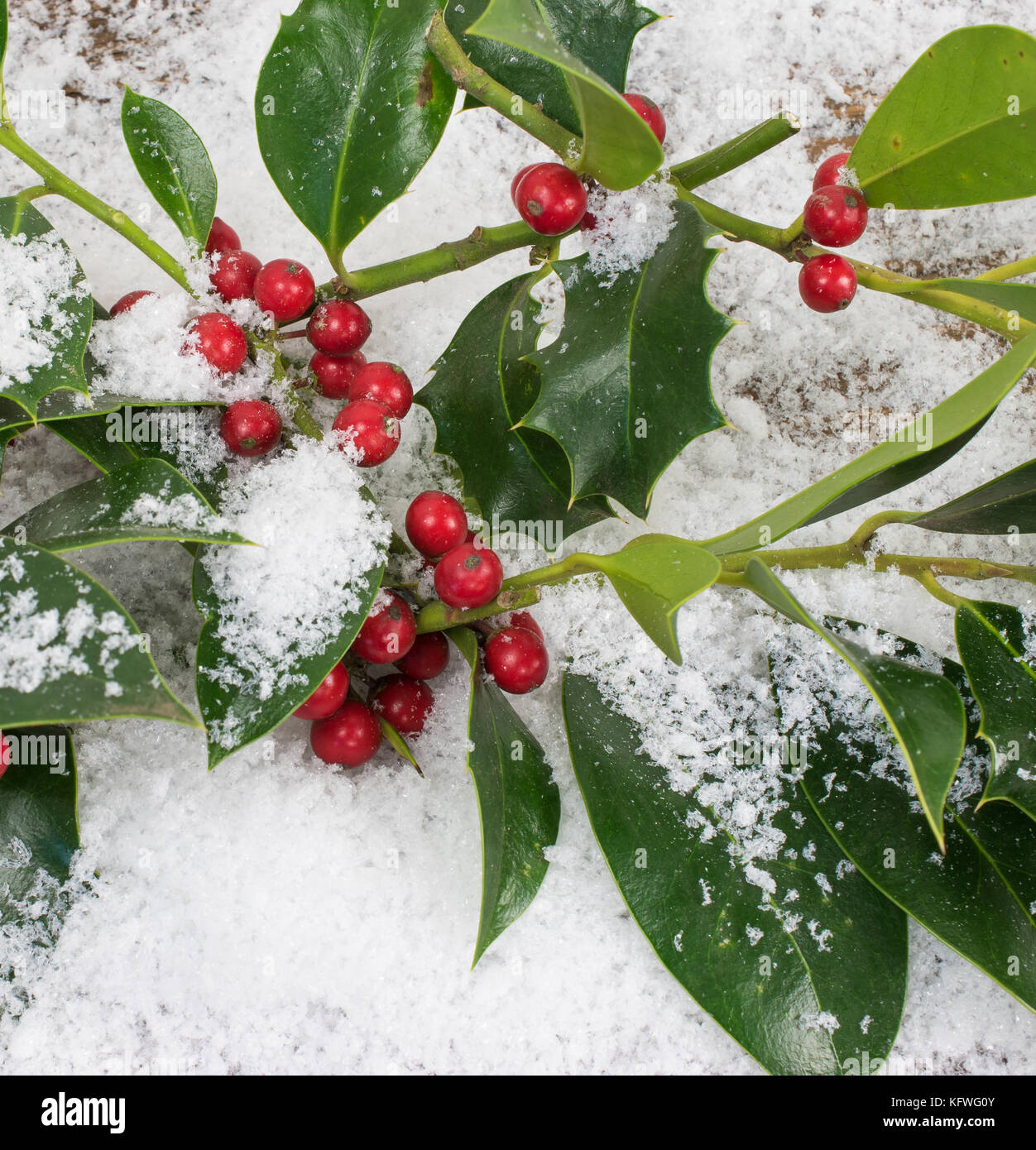 Winter Theme mit Stechpalme (Ilex aquifolium im Schnee Stockfotografie -  Alamy